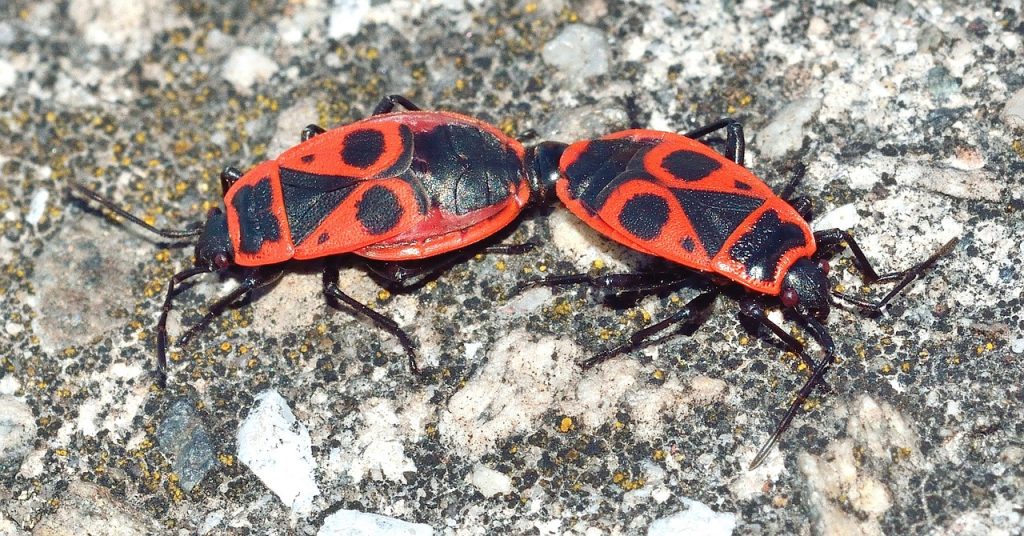 purici