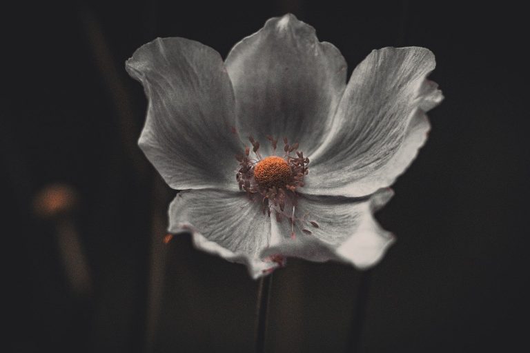 ce flori se planteaza in mai in gradina