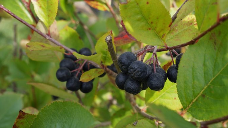 plantare aronia in gradina