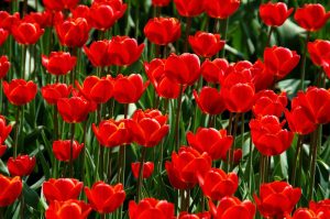 folosirea pet urilor in gradina