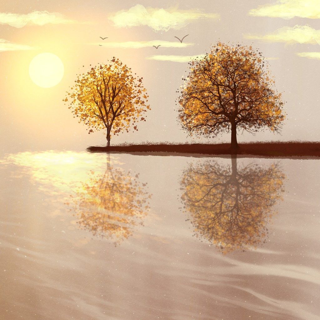 plantare dafin in gradina