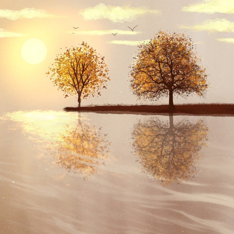 plantare dafin in gradina