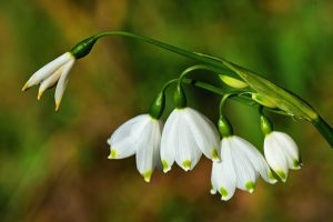 primavara in gradina