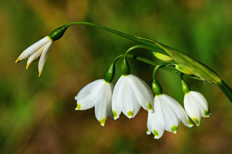 primavara in gradina