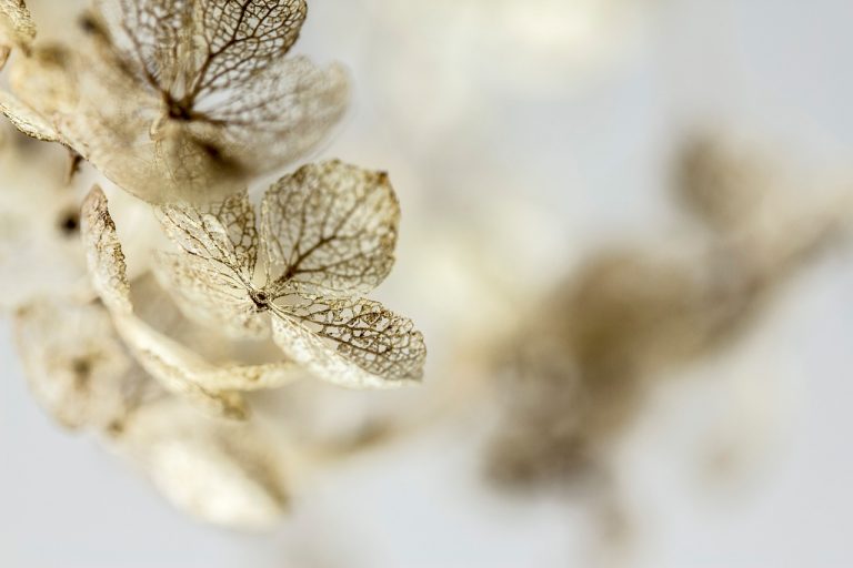 cand se planteaza hortensia din ghiveci in gradina