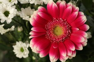 crizanteme ingrijire in gradina