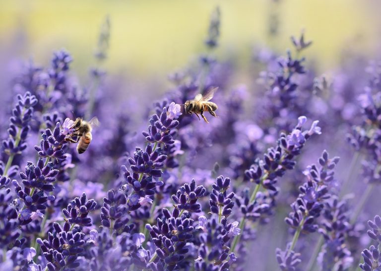lavanda in gradina
