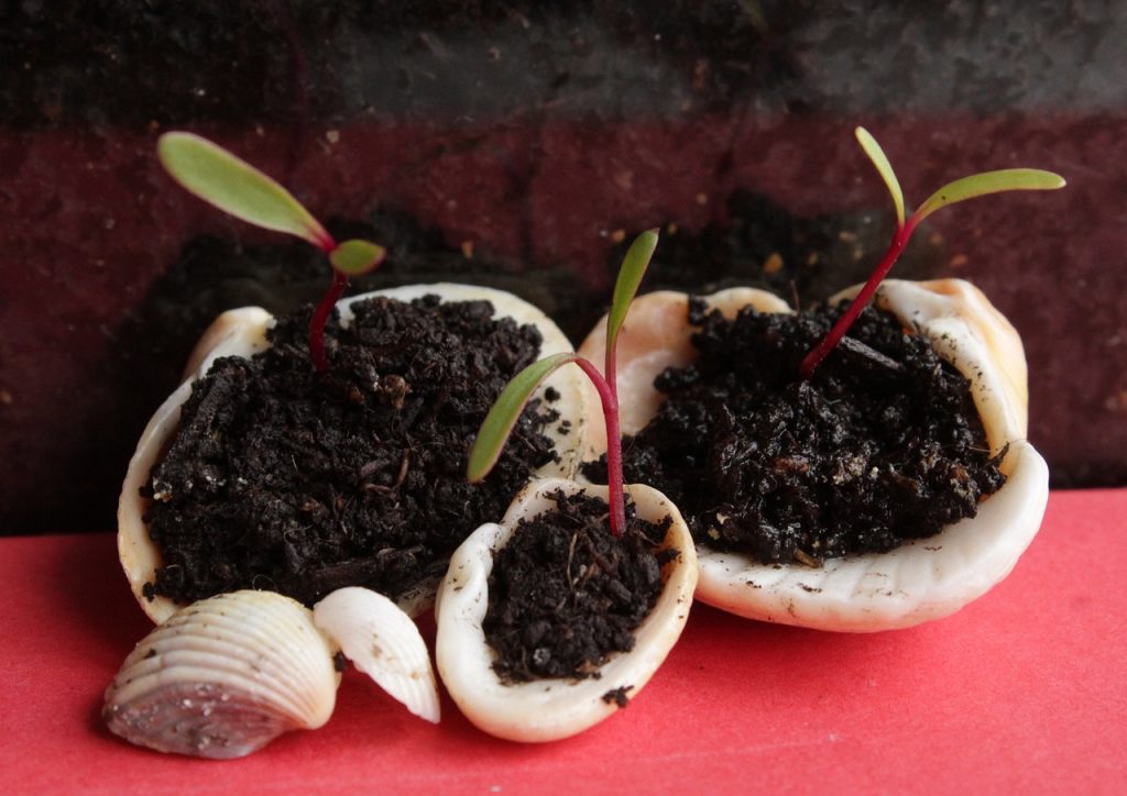 erbicid inainte de plantare