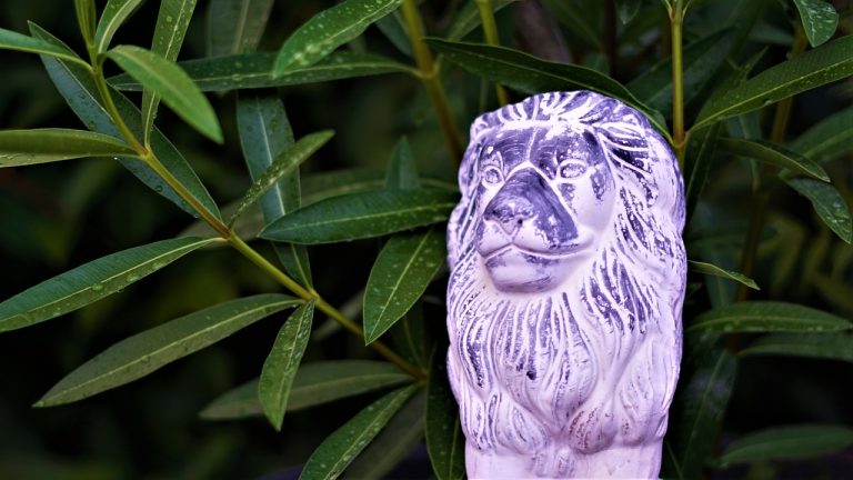 plantare leandru in gradina