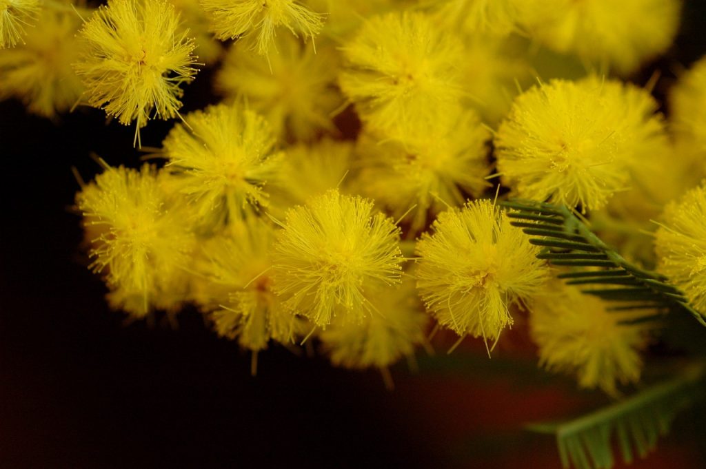 mimoza copac plantare