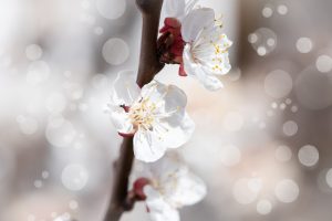 craite pitice plantare