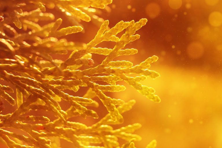 distanta plantare tuia