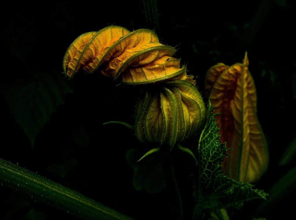chamaecyparis columnaris plantare