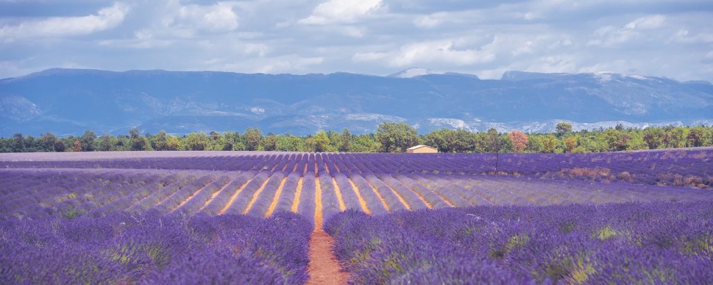 distanta plantare lavanda