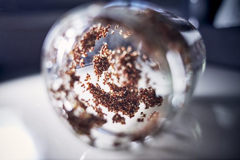 broccoli plantare si intretinere