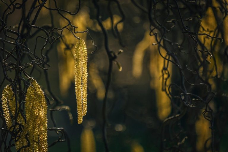 plantarea alunului cu trufe