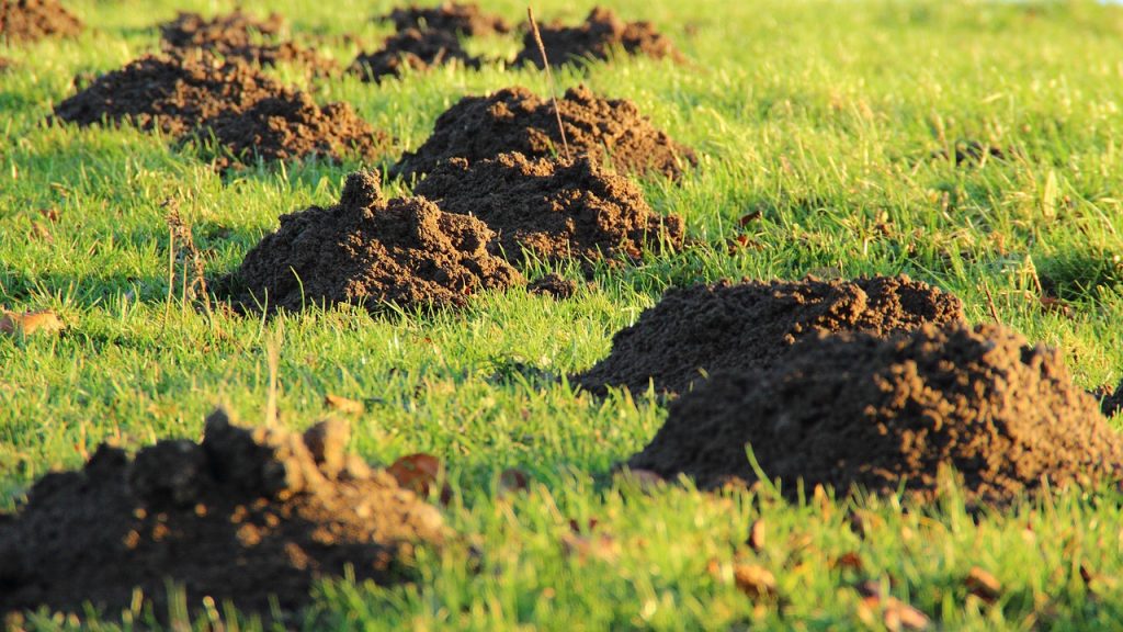 udarea gazonului dupa plantare