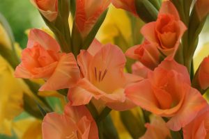 plantare bulbi gladiole