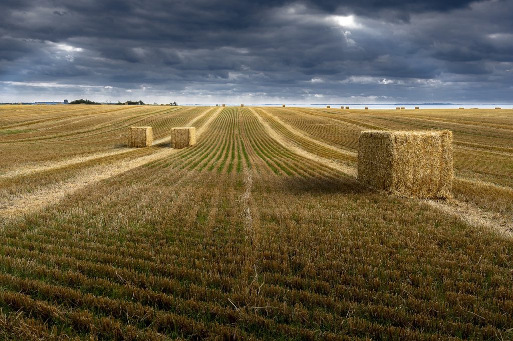 plantare grau in ghiveci
