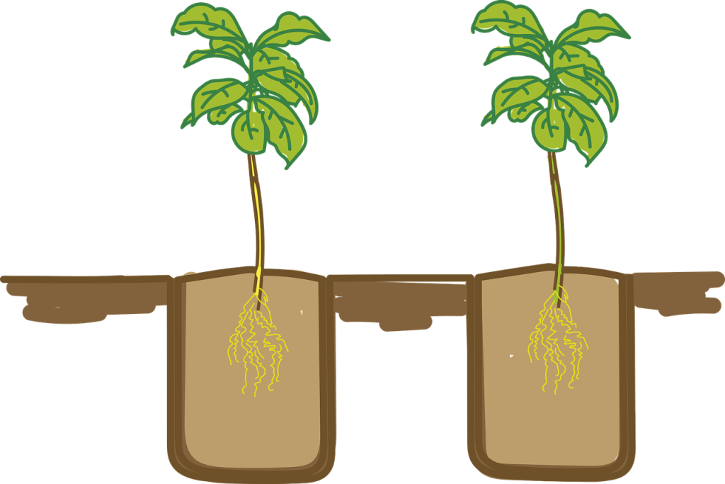 varsta rasadurilor la plantare