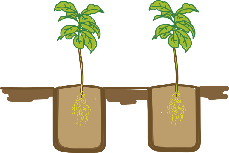 varsta rasadurilor la plantare