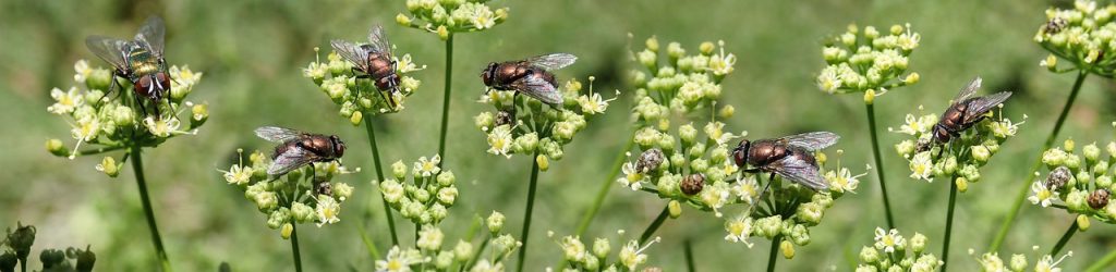 perioada plantare patrunjel