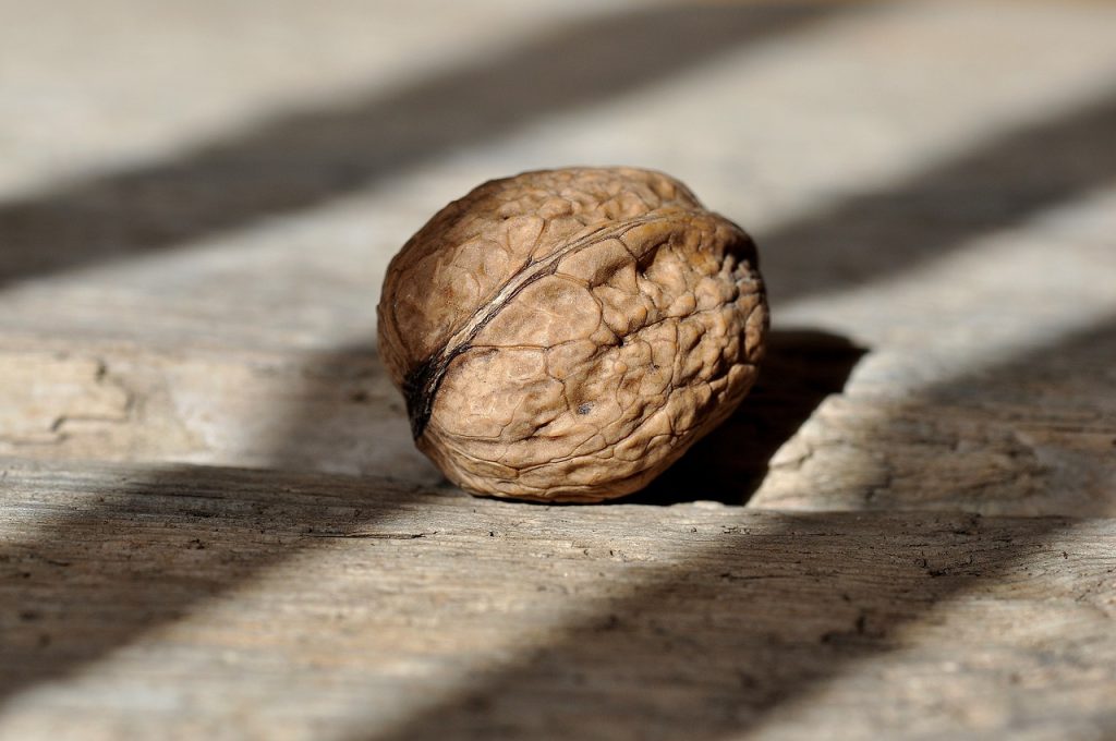 dupa cati ani de la plantare rodeste nucul