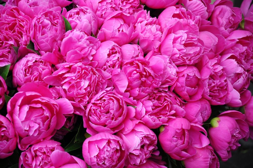 aranjamente florale bujori