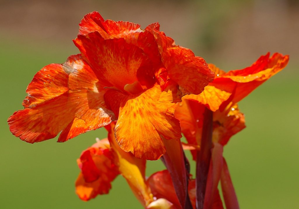 floare canna plantare