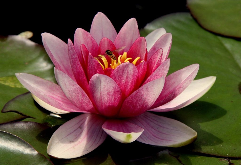 seminte de lotus plantare