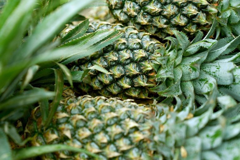 plantare ananas in ghiveci