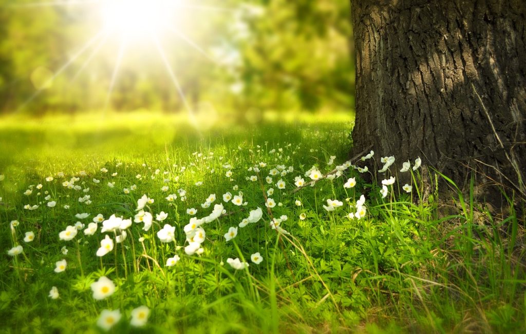 plantarea florilor de primavara