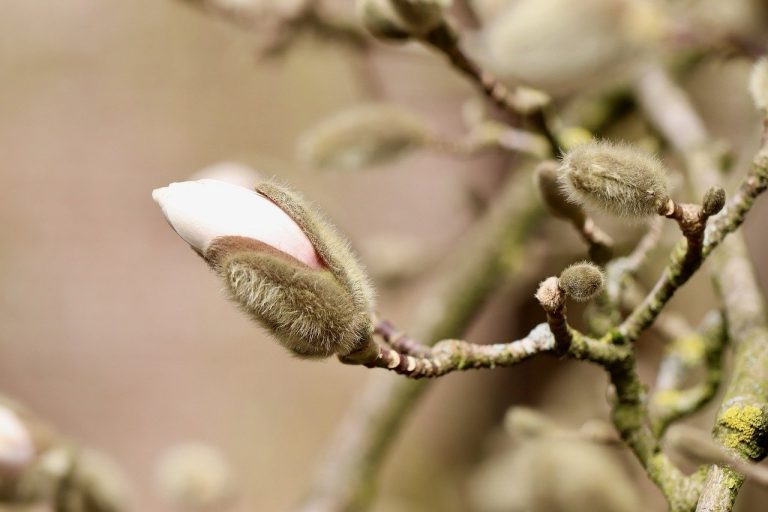 plantarea magnoliei toamna