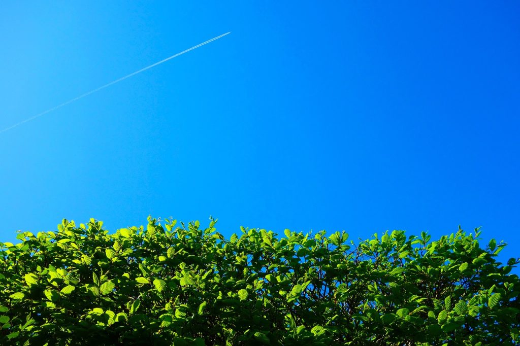 plantare gard viu