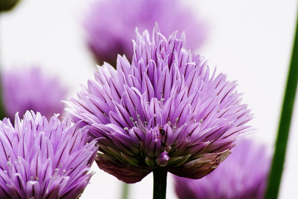 tratarea arpagicului inainte de plantare