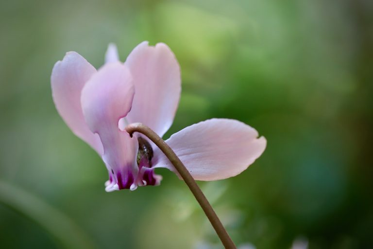 cyclamen plantare