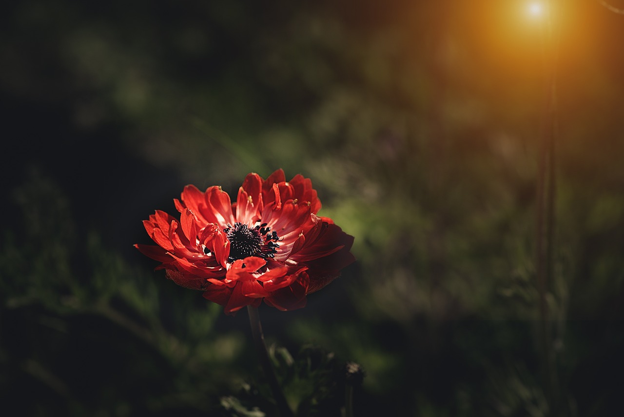 anemone de caen plantare