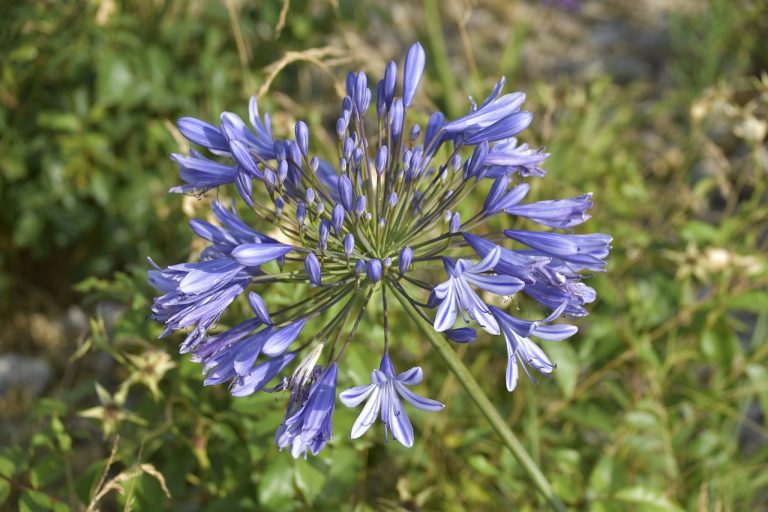 plantare tuberoze in ghiveci