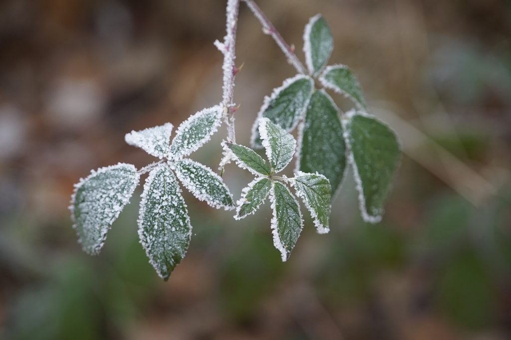 plantarea murului la umbra