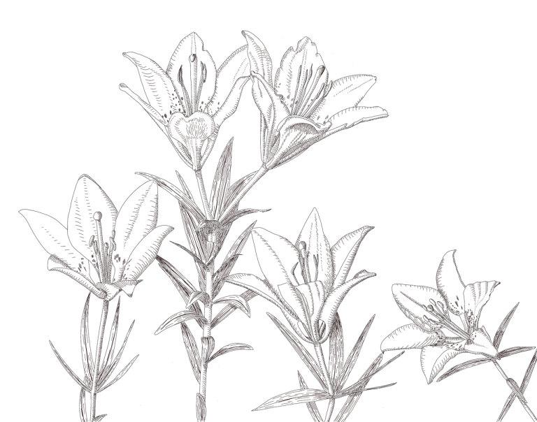 plantarea bulbilor de crini