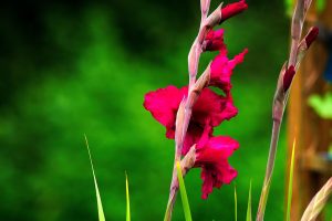 plantare gladiole in ghiveci
