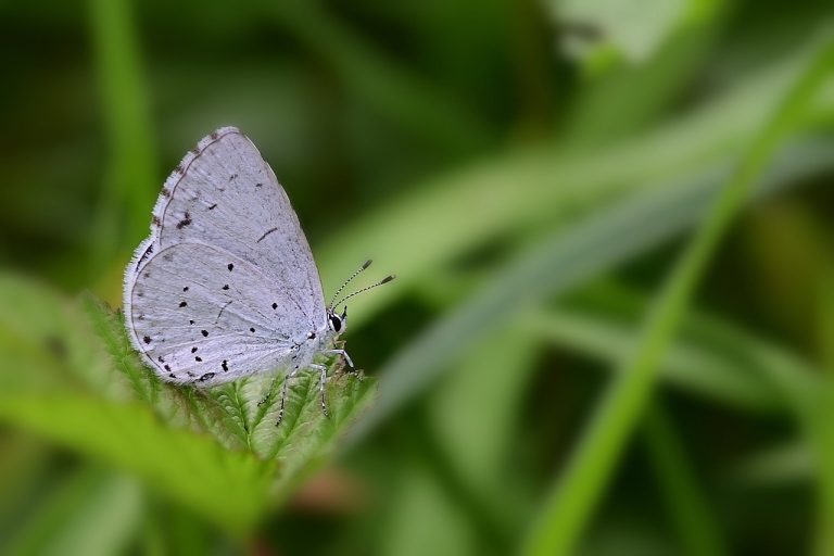 schema plantare catina