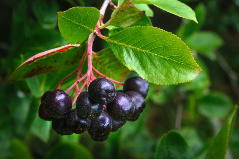 aronia plantare si intretinere