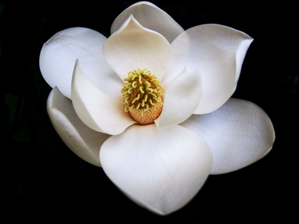 plantare magnolie primavara