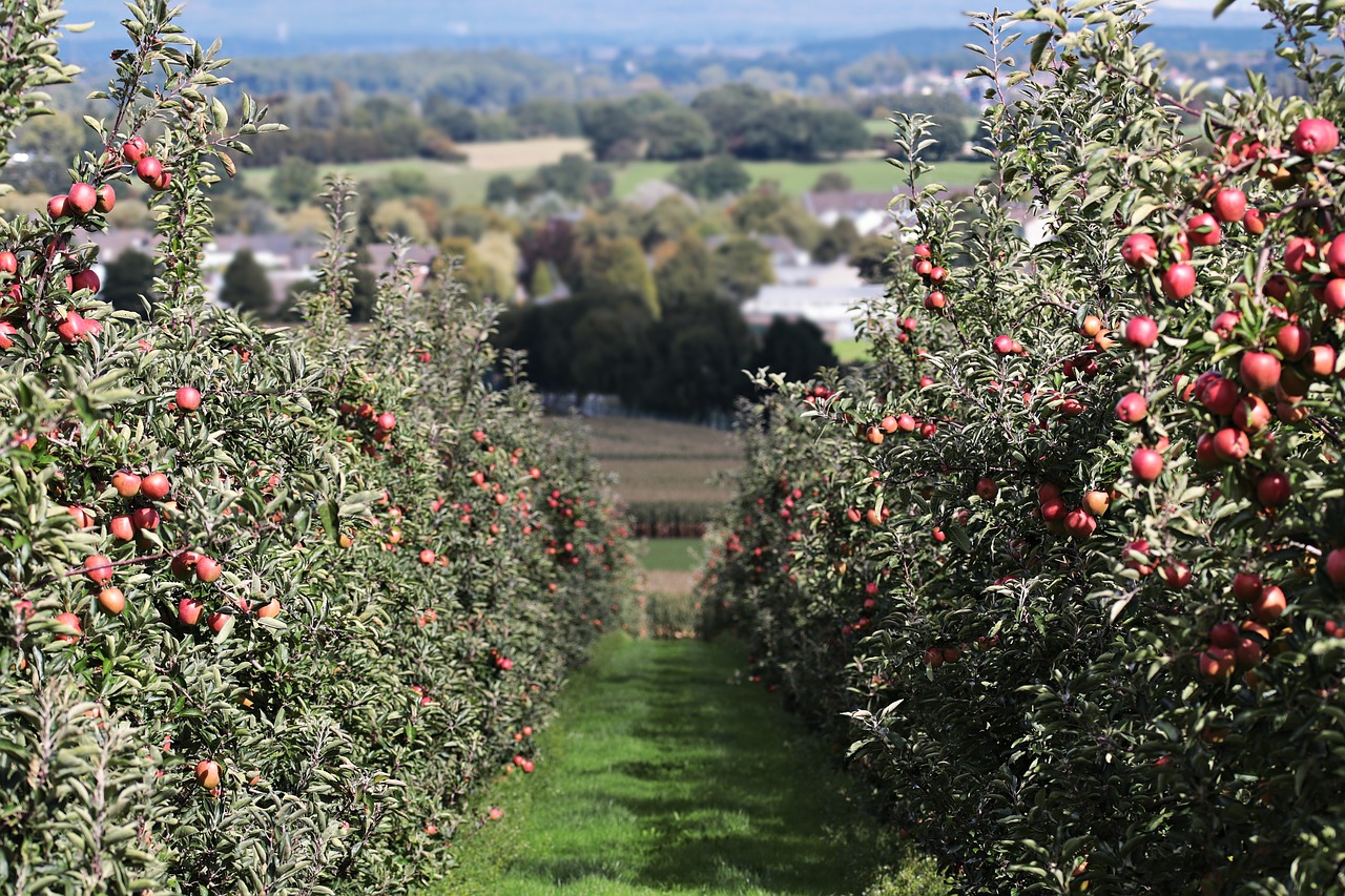 distanta plantare pomi fructiferi pitici