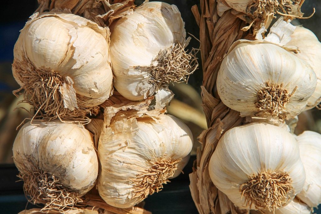 plantare ceapa si usturoi toamna