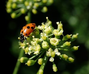 patrunjel plantare si ingrijire