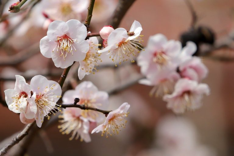 prunus laurocerasus distanta de plantare