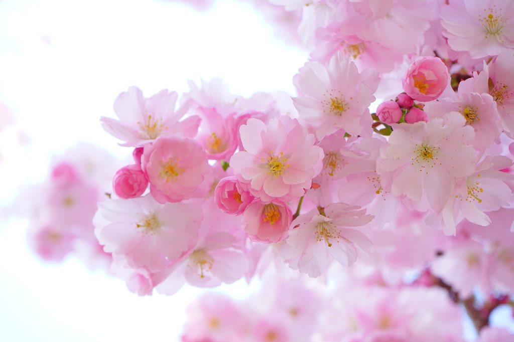 calendar plantare flori