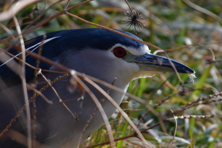 cat costa un iepure de casa